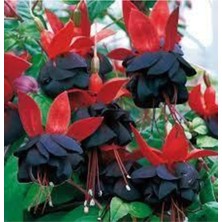 Tohumcumm 15 Adet Adet Tohum Nadir Bulunan Siyah Küpeli Çiçek Tohumu Saksı Toprak Hediyemiz