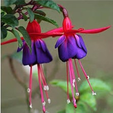 Tohumcumm 100 Adet Tohum Nadir Kokulu Mavi Küpeli Çiçeği Kabir Mezarlık Çiçeği Saksı Topraklı