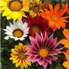 Tohumcumm 10 Adet Tohum Nadir Bulunan Meramlı Kız Çiçeği Tohumu Çiçek Saksı Toprak Sürpriz Hediye Tohumludur