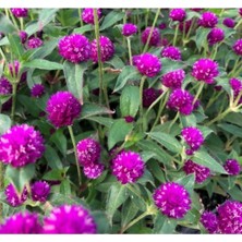 Tohumcumm 50 Adet Tohum Nadir Bulunan Mor Medine Çiçeği Tohumu Medine Çiçek Tohumu Hediye Tohumla Gönderilir