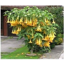 Tohumcumm 20 Adet Tohum Nadir Organik Yalı Çiçeği Balkon Çiçeği Tohumu Organik Hediye Tohumlu