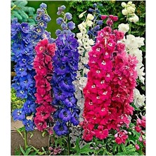 Tohumcumm 25 Adet Tohum Nadir Hazeran Hazaran Çiçeği Tohumu Organik Yeni Sezon Taze Saksı Toprak Hediyemiz