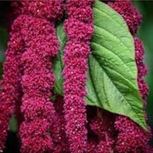 Tohumcumm 20 Adet Tohum Nadir Kırmızı Tilki Kuyruğu Çiçeği Çiçek Tohumu Saksı Toprak Hediyelidir