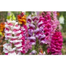 Tohumcumm 25 Adet Tohum Nadir Karışık Renkli Aslan Ağzı Aslanağzı Çiçeği Tohumu Mezarlık Kabir Çiçeği Tohum