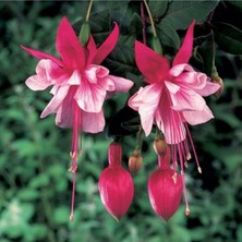 Tohumcumm 100 Adet Tohum Pembe Mis Kokulu Küpeli Küpe Çiçeği Mezarlık Kabir Saksı Topraklıdır