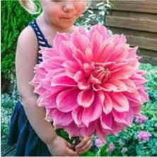 Tohumcumm 15 Adet Yıldız Çiçeği Tohumu Karışık Dahlia Yıldız Çiçek Tohumu Sürpriz Hediye Tohumludur