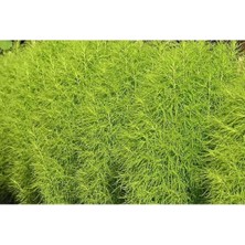 Tohumcumm 20 Adet Tohum Otu Çiçeği Tohumu Mezarlık Çiçeği Tohumu Kabir Çiçeği Süpürge Otu Tohum Saksı Toprak