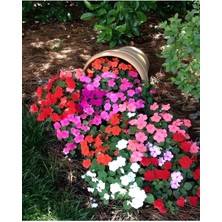 Tohumcumm 20 Adet Tohum Nadir Karışık Cezayir Menekşe Çiçeği Tohumu Organik Tohum Hediye Saksı Toprak