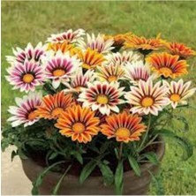 Tohumcumm 30 Adet Tohum Nadir Meramlı Kız Çiçeği Tohumu Mezarlık Kabir Çiçekleri