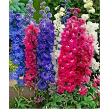 Tohumcumm 20 Adet Tohum Nadir Karışık Hazeran Çiçeği Tohumu Mezarlık Kabir Çiçekleri