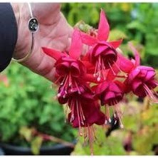 Tohumcumm 10 Adet Tohum Nadir Kırmızı Küpeli Çiçeği Tohumu Yer Küpeli Çiçek Saksı Toprak Sürpriz Hediye Tohuml