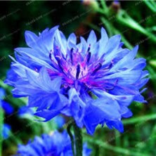 Tohumcumm 15 Adet Tohum Nadir Bulunan Mavi Kantoron Otu Çiçeği