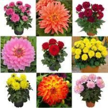 Tohumcumm 20 Adet Tohum Dev Hollanda Dehlia Çiçeği Yıldız Çiçeği Tohumu Saksı Toprak Sürpriz Hediye Tohumludur