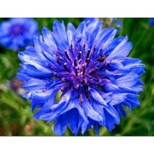 Tohumcumm 35 Adet Tohum Yeni Mahsul Organik Mavi Kantaron Kantoron Çiçeği Tohumu Saksı Toprak Hediyemiz