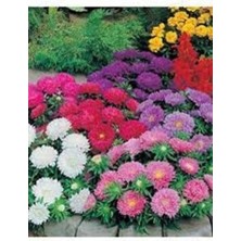 Tohumcumm 10 Adet Tohum Karışık Renkli Katmerli Saraypatı Çiçeği Mezarlık Kabir Çiçeği Tohumu