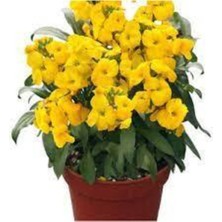 Tohumcumm 10 Adet Tohum Çok Nadir Bulunan Sarı Şebboy Çiçeği Tohumu Sürpriz Hediye Tohumludur