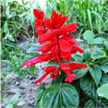 Tohumcumm 25 Adet Tohum Nadir Bulunan Ateş Çiçeği Tohumu Saksı Toprak Hediyemizdir Sürpriz Hediye Tohumludur