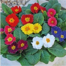 Tohumcumm 20 Adet Nadir Çuha Çiçeği Tohumu Çuha Çiçek Tohumu Saksı Toprak Hediyemizdir