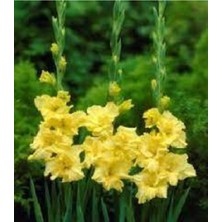 Tohumcumm 50 Adet Tohum Nadir Bulunan Sarı Şebboy Çiçeği Tohumu Saksı Torak Sürpriz Tohum