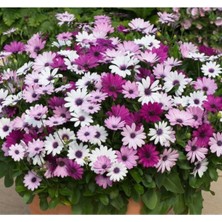 Tohumcumm 10 Adet Tohum Nadir Bulunan Bodrum Papatyası Çiçeği Bodrum Papatya Çiçek Tohumu Saksı Toprak Hediye