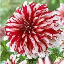 Tohumcumm 30 Adet Tohum Dev Hollanda Dehlia Çiçeği Yıldız Çiçeği Tohumu Saksı Toprak