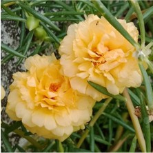 Tohumcumm 50 Adet Tohum Hobi Bahçe Balkon Sarı Karanfil Çiçek Mezarlık Kabir Çiçeği Tohumu Saksı Toprak