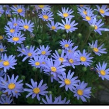 Tohumcumm 50 Adet Nadir Bulunan Mavi Papatya Çiçeği Tohumu Mavi Kır Papatya Tohumu Hediye Tohumludur