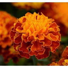 Tohumcumm 100 Adet Tohum Sarı Kırmızı Fransız Kadife Çiçek Tohumu Saksı Toprak Hediyeli