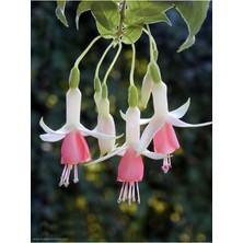 Tohumcumm 100 Adet Tohum Nadir Bulunan Pembe Beyaz Küpeli Çiçek Tohumu Yeni Mahsül Saksı Toprak Hediyemiz