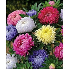 Tohumcumm 20 Adet Tohum Nadir Osmanlı Karışık Renkli Saraypatı Mezarlık Kabir Çiçek Tohumu Saksı Toprak