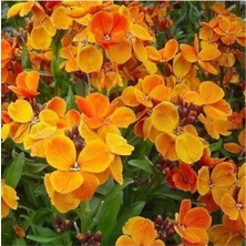 Tohumcumm 50 Adet Tohum Nadir Bulunan Sarı Şebboy Çiçeği Tohumu Saksı Torak Hediyemizdir Sürpriz Hediye Tohum