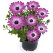 Tohumcumm 30 Adet Tohum Nadir Bulunan Pembe Papatya Çiçeği Tohumu Papatya Çiçek Hediye Tohumlu