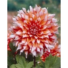 Tohumcumm 20 Adet Tohum Dev Hollanda Dehlia Çiçeği Yıldız Çiçeği Tohumu Saksı Toprak Sürpriz Hediye Tohumlu