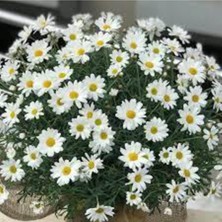 Tohumcumm 25 Adet Tohum Nadir Organik Kır Papatya Çiçek Tohumu Beyaz Kır Papatyası Tohumu Hediye Tohumlu