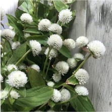 Tohumcumm 50 Adet Tohum Nadir Bulunan Beyaz Medine Çiçeği Tohumu Medine Çiçek Tohumu Hediye Tohumlu