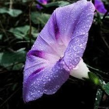 Tohumcumm 5 Adet Tohum Ipomea Purpurea Tropkilal Çiçek Çiçeği Tohumu Saksı Toprak Sürpriz Hediye Tohumludur