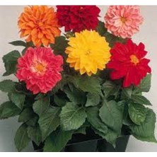 Tohumcumm 10 Adet Tohum Karışık Renkli Yıldız Erkenci Karışık Dehlia Çiçeği Tohumu Saksı Toprak