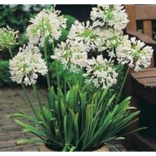 Tohumcumm 10 Adet Tohum Mis Kokulu Nadir Bulunan Beyaz Afrika Zambağı Çiçeği Hediye Tohumludur