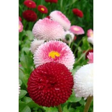 Tohumcumm 10 Adet Tohum Nadir Pon Pon Çiçeği Tohumu Osmanlı Saray Çiçeği Tohumu Ponpon Çiçeği Sürpriz Hediye