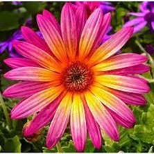 Tohumcumm 10 Adet Tohum Nadir Afrika Papatyası Çiçeği Tohumu Saksı Toprak Sürpriz Hediye Tohumlu