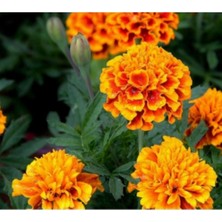 Tohumcumm 100 Adet Tohum Nadir Mis Kokulu Karagöz Kara Göz Çiçeği Tohumu Saksı Toprak Hediye