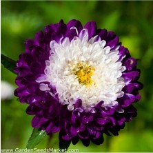 Tohumcumm 20 Adet Tohum Aster Çiçeği Tohumu Aster Çiçek Tohumu Saksı Toprak Hediyemizdir