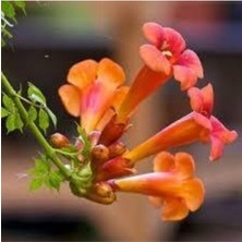 Tohumcumm 10 Adet Tohum Nadir Kırmızı Acem Borusu Organik Çiçek Tohumu Saksı Toprak Hediyemiz