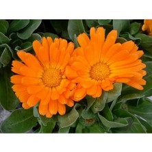 Tohumcumm 20 Adet Tohum Portakal Nergisi Çiçeği Nergizi Çiçeği Tohumu Aynı Saksı Toprak Hediyemizdir