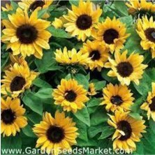 Tohumcumm 20 Adet Tohum Süs Ay Çiçeği Tohumu Çiçek Ayçiçeği Tohumu Saksı Toprak Sürpriz Hediye Tohumu