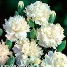 Tohumcumm 10 Adet Tohum Beyaz Karanfil Çiçeği Tohumu Çiçek Tohumu