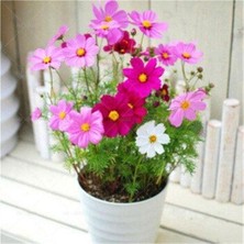 Tohumcumm 10 Adet Tohum Karışık Renkli Kosmos Cosmos Çiçeği Tohumu Yeni Taze Tohum Hobi Balkon Çiçek