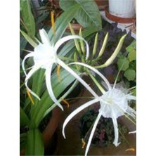 Tohumcumm 5 Adet Tohum Nadir Beyaz Örümcek Çiçeği Tohumu Hediye Tohumludur