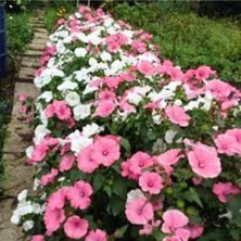 Tohumcumm 2 Adet Tohum Nadir Bulunan Pembe Pamuk Çiçeği Tohumu Saksı Topraklı