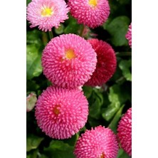 Tohumcumm 30 Adet Tohum Nadir Pon Pon Çiçeği Top Humu Osmanlı Saray Çiçeği Tohumu Ponpon Çiçeği Sürpriz Hediye